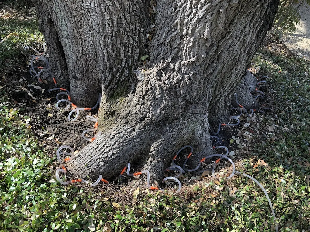 Detailed Tree Cabling and Bracing job site in Argos