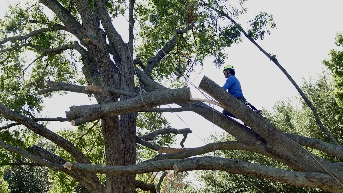 Professional Crown Thinning performed by certified arborists in Argos