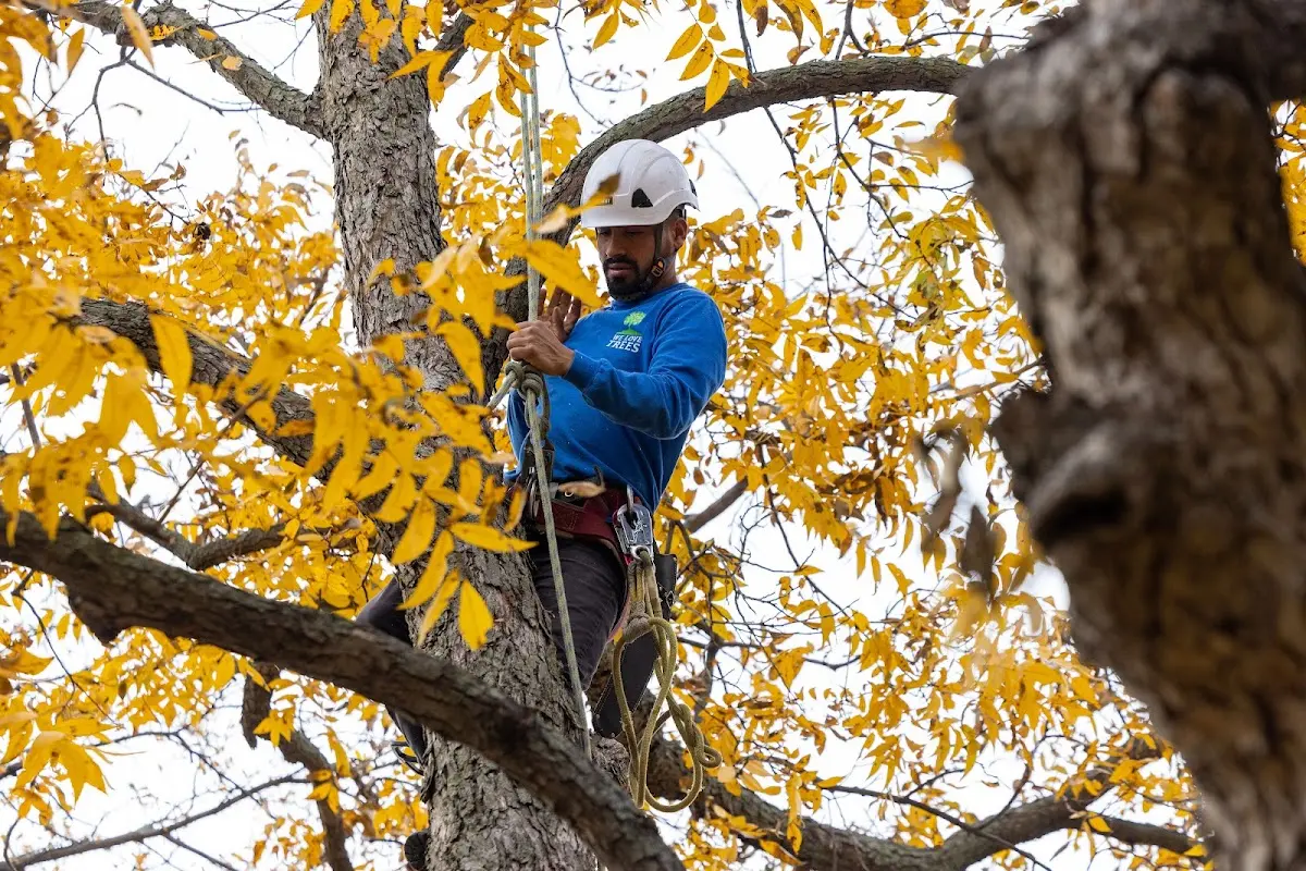 Skilled Emergency Tree Service crew working in Argos